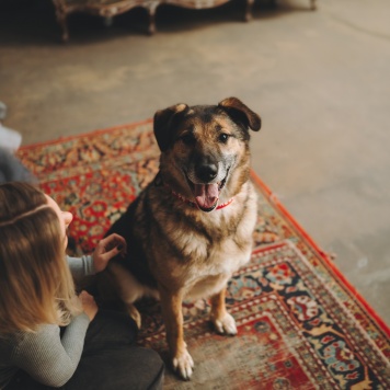 Собаки в добрые руки - Броша - 4