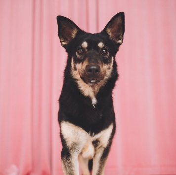 Собаки в добрые руки - Нуара