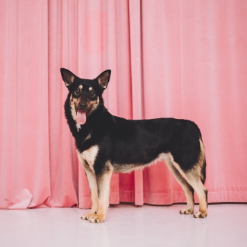 Собаки в добрые руки - Нуара - 1