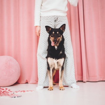 Собаки в добрые руки - Нуара - 2