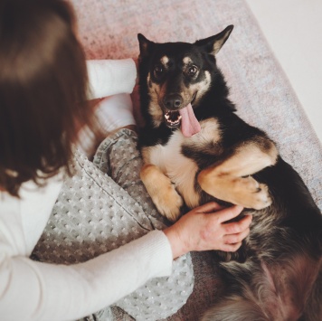 Собаки в добрые руки - Нуара - 4