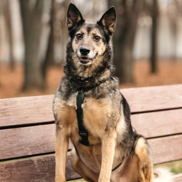 Собаки в добрые руки - Текила - 1