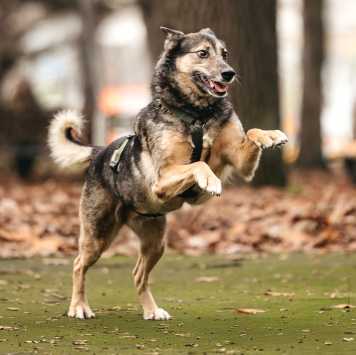 Собаки в добрые руки - Текила - 2