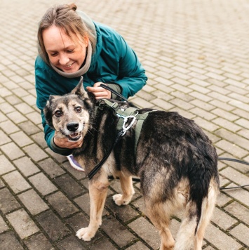 Собаки в добрые руки - Текила - 3