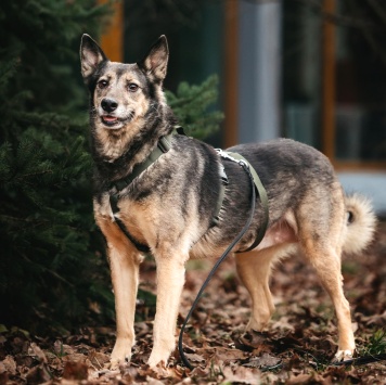 Собаки в добрые руки - Текила - 4