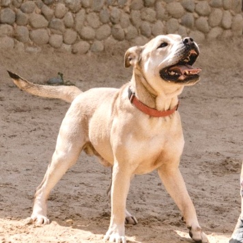 Собаки в добрые руки - Зефир