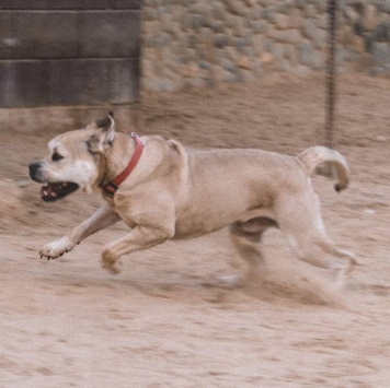 Собаки в добрые руки - Зефир - 1