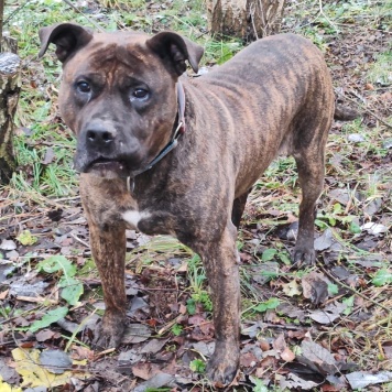 Собаки в добрые руки - Балу