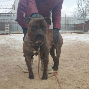 Собаки в добрые руки - Балу - 1