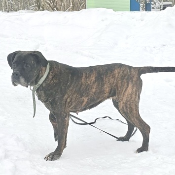 Собаки в добрые руки - Черри