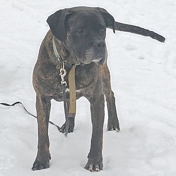 Собаки в добрые руки - Черри - 1