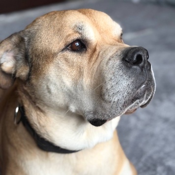 Собаки в добрые руки - Яша - 1