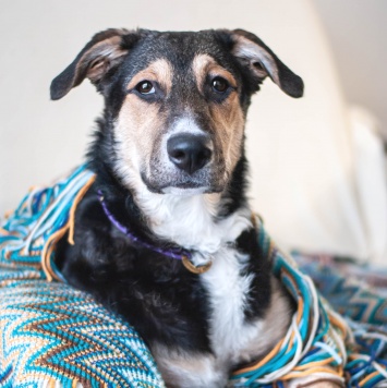 Собаки в добрые руки - Джереми