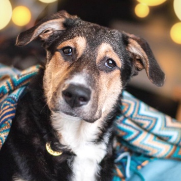 Собаки в добрые руки - Джереми - 1