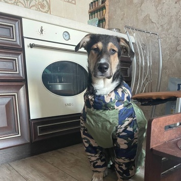 Собаки в добрые руки - Джереми - 3