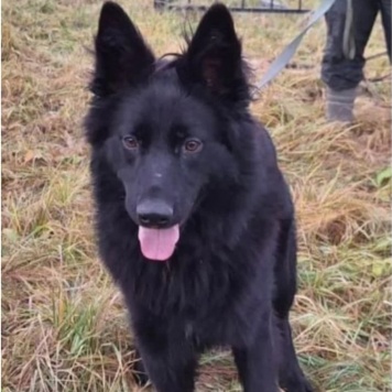 Собаки в добрые руки - Алекс