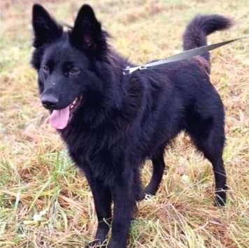 Собаки в добрые руки - Алекс - 1