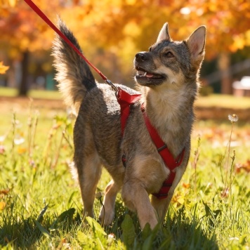 Собаки в добрые руки - Леди - 1