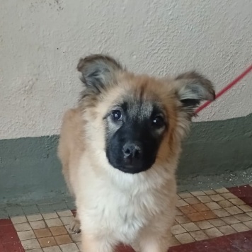 Герда - Собаки в добрые руки