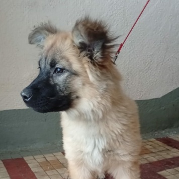 Собаки в добрые руки - Герда - 1