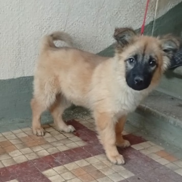 Собаки в добрые руки - Герда - 2