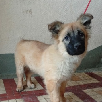 Собаки в добрые руки - Герда - 3