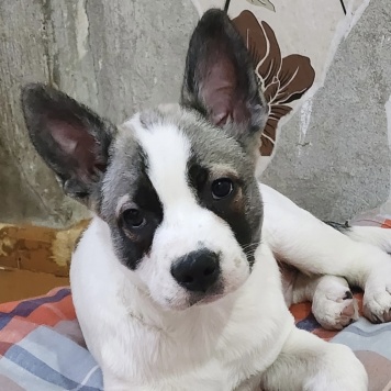 Собаки в добрые руки - Пирожок - 2