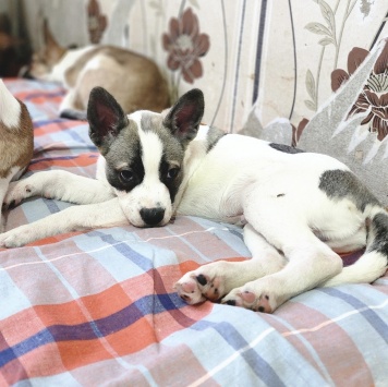 Собаки в добрые руки - Пирожок - 1