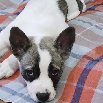 Собаки в добрые руки - Пирожок - 3