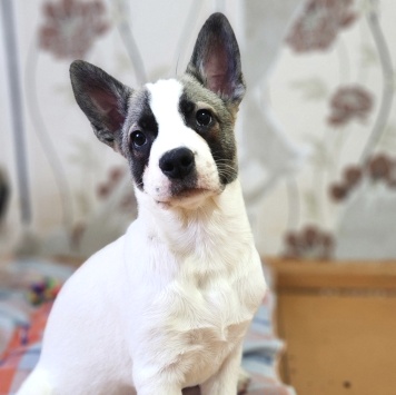 Собаки в добрые руки - Пирожок - 4