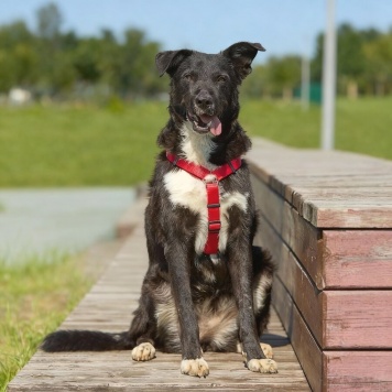 Собаки в добрые руки - Ночка
