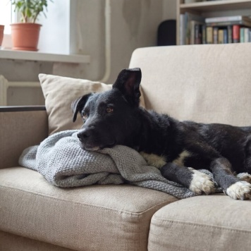 Собаки в добрые руки - Ночка - 1