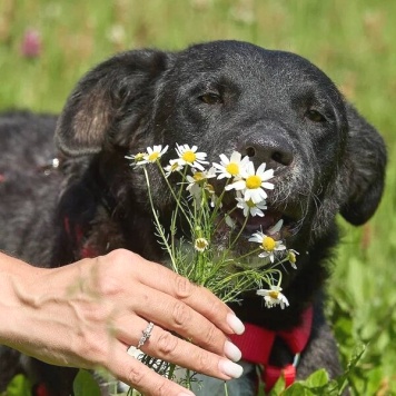 Собаки в добрые руки - Ночка - 2