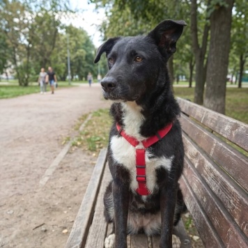 Собаки в добрые руки - Ночка - 3