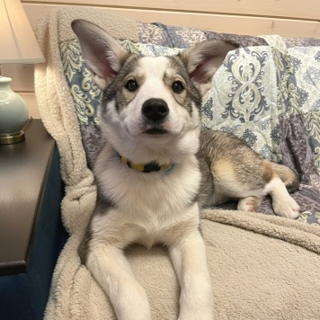 Собаки в добрые руки - Стрелка - 1