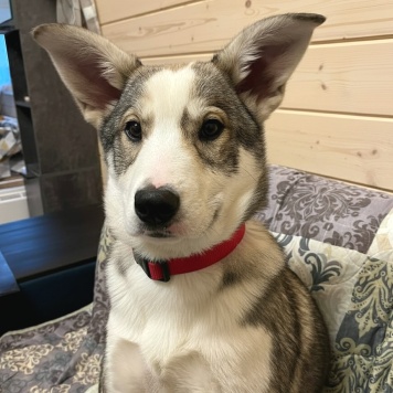 Собаки в добрые руки - Стрелка - 2