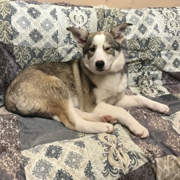 Собаки в добрые руки - Стрелка - 3