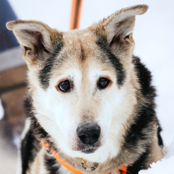 Собаки в добрые руки - Яша
