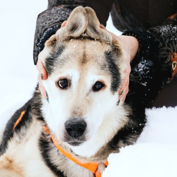 Собаки в добрые руки - Яша - 1