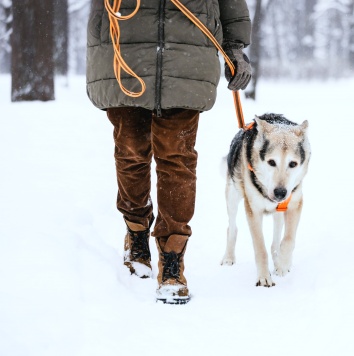 Собаки в добрые руки - Яша - 2