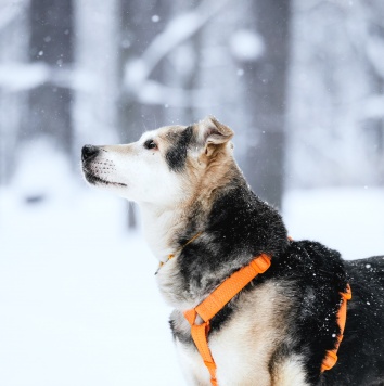 Собаки в добрые руки - Яша - 3