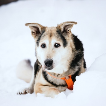 Собаки в добрые руки - Яша - 4