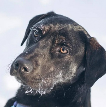 Собаки в добрые руки - Мунрей