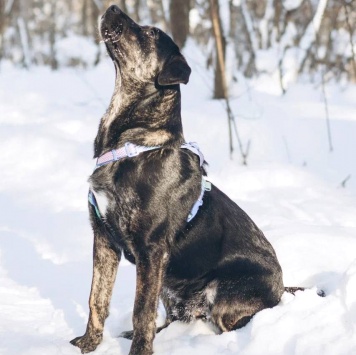 Собаки в добрые руки - Мунрей - 3