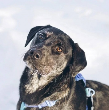 Собаки в добрые руки - Мунрей - 4