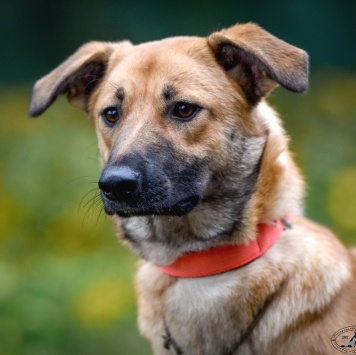 Собаки в добрые руки - Хурма