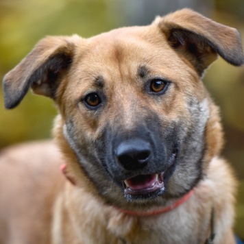 Собаки в добрые руки - Хурма - 1