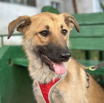 Собаки в добрые руки - Хурма - 4