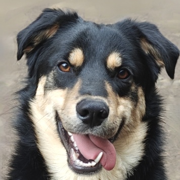 Собаки в добрые руки - Мирон