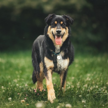 Собаки в добрые руки - Мирон - 1